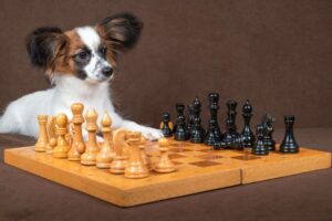 10 Dog Breeds That Are Secret Geniuses