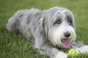 12 Dog Breeds That Are Too Smart For Their Own Good
