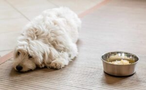 15 Dog Breeds That Are Actually Undercover Food
Critics