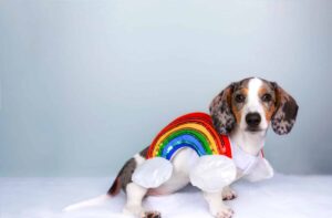 9 Dog Breeds That Are Natural-Born Social Media
Influencers