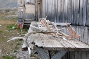 Stack-of-reindeer-antlers