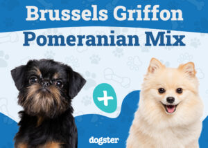 Brusselranian Mix