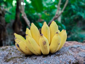 ripe-plantains-on-rocks