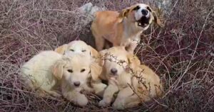 Couple Rescues Three Starving Puppies But Their Brother Goes
On The Run