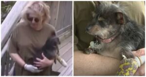 Dog Mom Fights Off Deranged Animal Attacking Her Dog In
Backyard