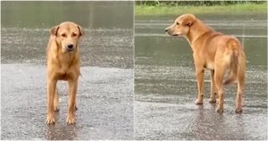 Dog Scanned For Owner’s Face Each Time A White Car Drove
By