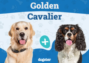 Golden Cavalier Mix