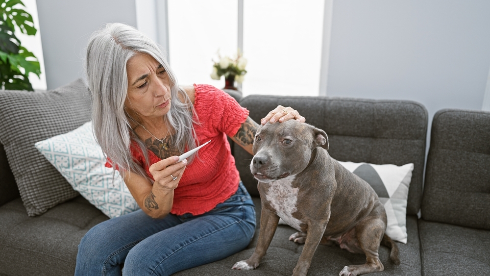 woman-measuring-her-dogs-fever-with-a-thermometer