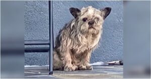 Neighbor Rushed Over When Homeowners Denied Dog On
Porch